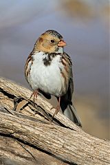 Harris's Sparrow